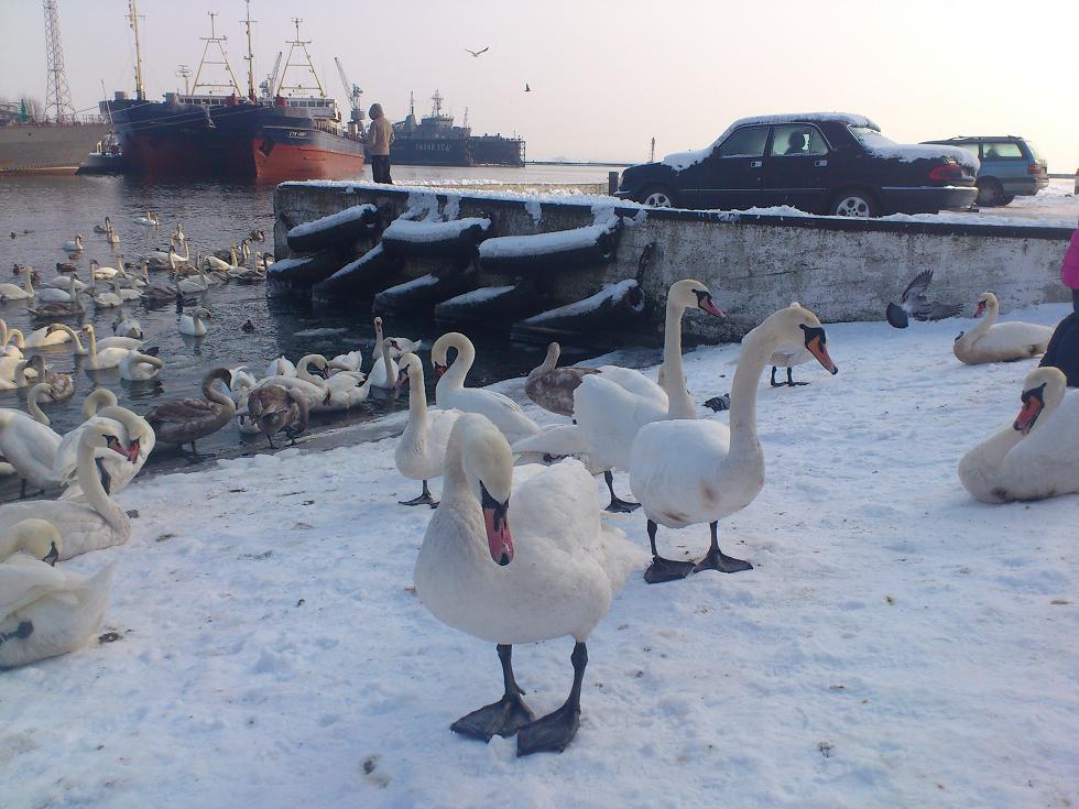 Популяция лебедей в Калининградской области ежегодно увеличивается