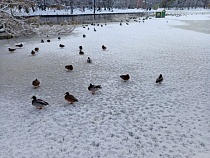 В Зеленоградске на глазах у туристов мороз вытеснил десятки птиц на лёд