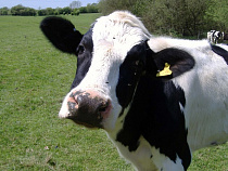 К 2014 году в Калининградской области будет 40 тыс. голов скота