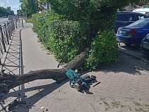 В Черняховске дерево чуть не убило 2-летнего мальчика