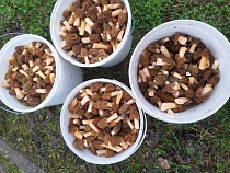 В Калининградской области из лесов вёдрами выносят бесплатные деликатесы