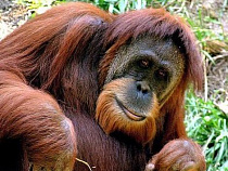 В Индонезии  лечат обезьяну, пострадавшую от рук живодеров  