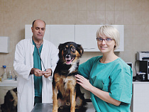 Поиск ветеринарной клиники: бережём время и деньги