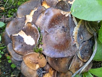В Калининграде женщина нашла у себя в саду целую колонию съедобных грибов