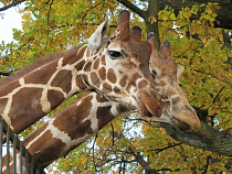 В Калининградском зоопарке выхаживают новорожденного жирафа