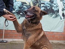 Героический пёс из Калининграда ищет хозяев