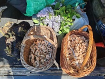 К выходным в Калининградской области указали новые места сбора грибов