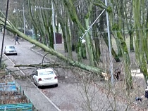 В Калининграде назвали цену поваленных штормами деревьев