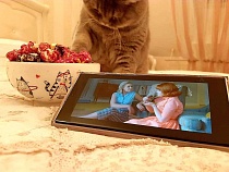 Какие сериалы смотрит ваш кот? В калининградских соцсетях обсуждают кино- и ТВ-тренды