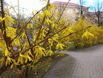 Калининград шокировал горожан ранним цветением Пасхальных кустов