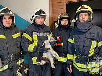 В Гусеве пожарные выудили из вентиляции пролетевшего полдома кота