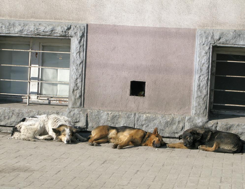 Бомж калининград. Бездомные собаки в Москве. Бездомные собаки в Калининграде. Бездомные животные Калининград. Безнадзорные собаки Калининград.