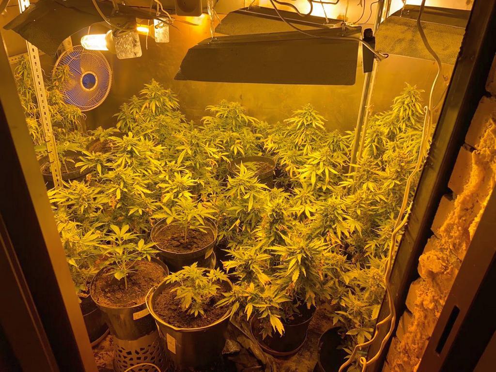 Выращивание конопли в доме конопли как марихуана влияет на почки