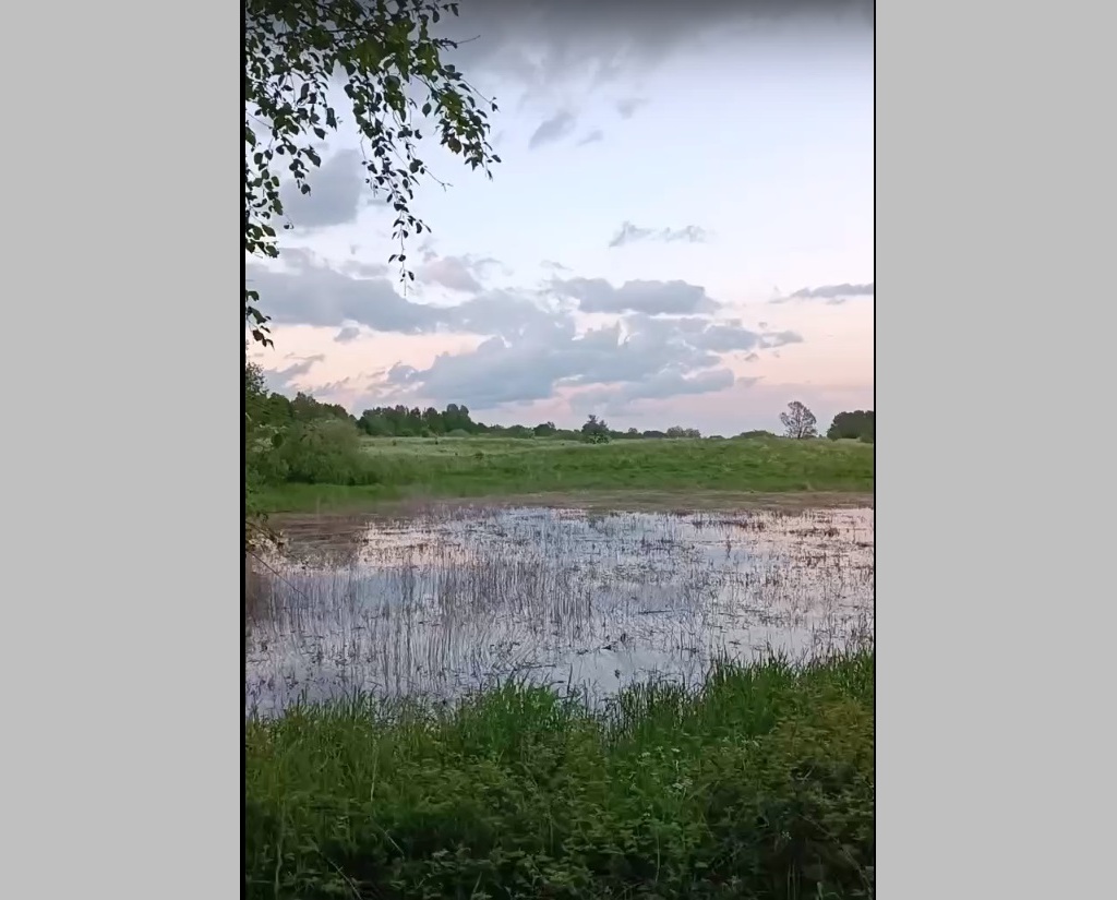 Калининградец снял на видео вой природы