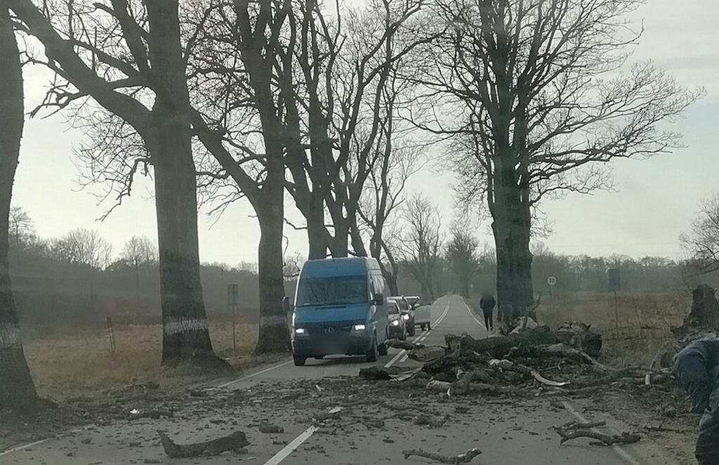 Дороги калининградской области с деревьями фото