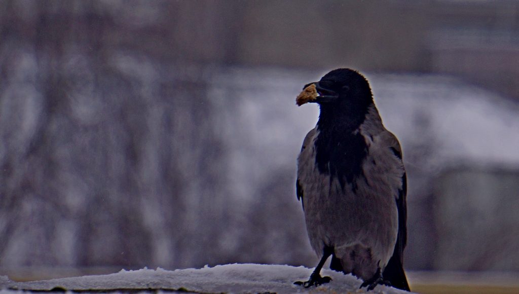 Птицы Калининградской Области Фото