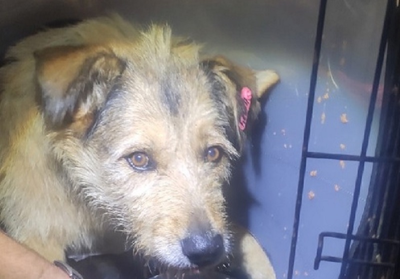 Попал под арку заднего колеса»: жители Светлого спасают пса Бородача