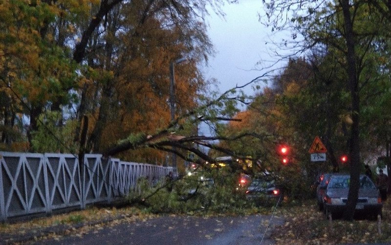 Ураган в Калининградской области повредил деревья, автомобили и электричку