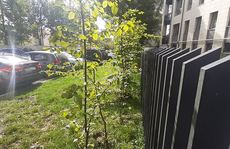 В Калининграде застройщик посадил ядовитое дерево взамен срубленного