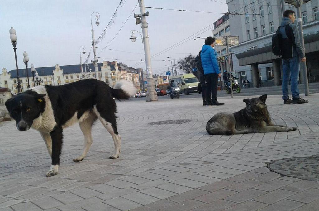 Бомж калининград. Бездомные собаки. Бездомные собаки в Калининграде. Безнадзорные собаки.