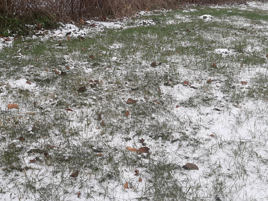 Россия выпал снег. Калининград выпал снег. Зеленая трава и выпал снег. Калининградская область снег. Выпал снег опали листья.