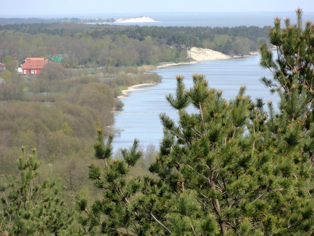 Куршская коса животные фото