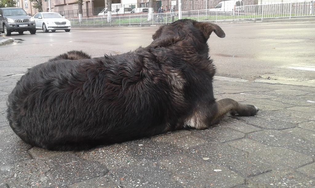 Бомж калининград. Бездомные животные Калининград. Бездомное животное в Калининграде. Безнадзорные собаки Калининград.
