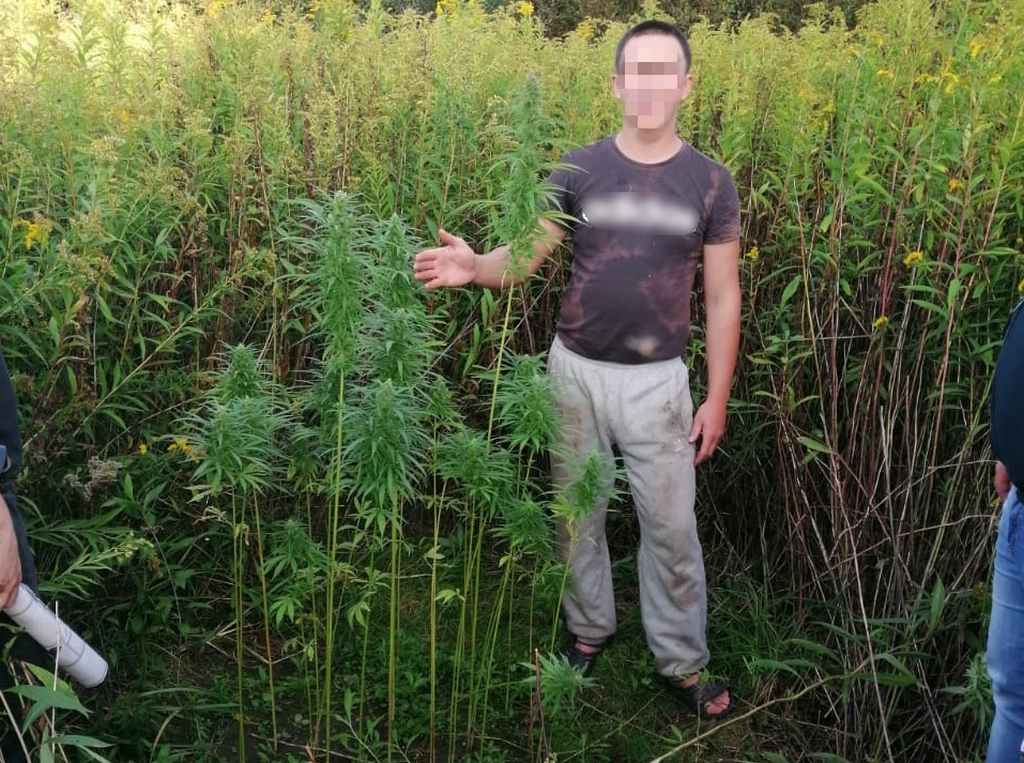 диктор о плантации марихуаны