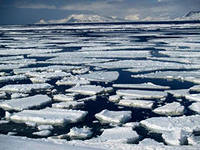На калининградских заливах начался ледоход