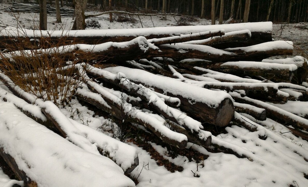 незаконная вырубка парка. рубка дуба. 10 на рубку. чп мордовский район тамбовская область спилили деревья на дрова. сплошные рубки дуба.