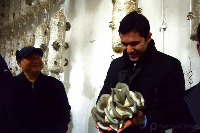 Алиханову показали первый урожай лужковских грибов.jpg