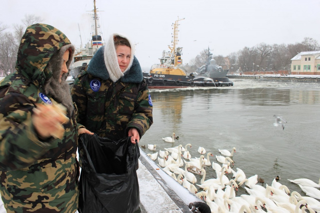 100 хлебов ежедневно скармливают лебедям члены КРОО Балтийский лебедь