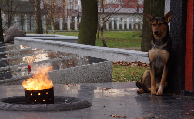 Бродячий пёс греется у вечного огня на братской могиле советских воинов павших при штурме Кёнигсберга.jpg
