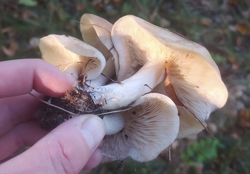 Близи грибы оказались почти обыкновенными