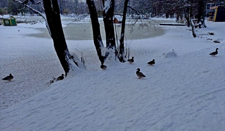 Утки на снегу.jpg