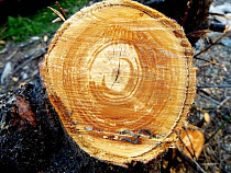 Двое калининградцев незаконно вырубили деревья на 6 млн рублей