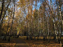 В Светлогорске прокуратура предотвратила уничтожение более 800 деревьев