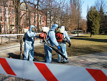 На противоклещевую обработку Калининграда потратят 1,9 млн рублей