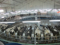 В Калининградской области открылась самая большая в Европе "карусель" для дойки коров
