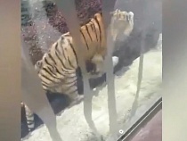 «Он умирает»: Светлана Соколова сообщила о состоянии тигра Тайфуна