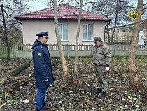 Куршскую косу ошеломила чёрная вырубка