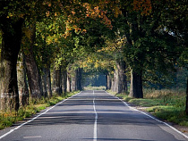 В Калининградской области за 4 года вырубили более 60 тыс. деревьев ценных пород