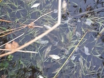 Под Зеленоградском неизвестные «сливают кровь» 