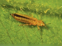 Паразитов из этих трёх стран в Калининградскую область завозят чаще всего