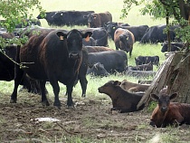 Вывоз за рубеж кормов для животных из Калининградской области увеличился