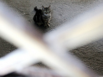 Москва мешает Калининграду “укомплектовать” ФЦП