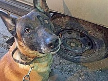 В СИЗО-2 в Калининградской области создали тяжёлые условия для овчарок 