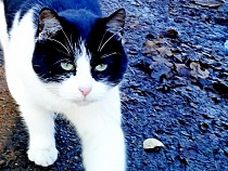 Депутаты Облдумы проголосовали за чипирование домашних котов и псов