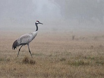 Учёные начали замечать за дикими птицами Калининградской области странное