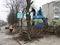В Калининграде омолодили около 500 деревьев